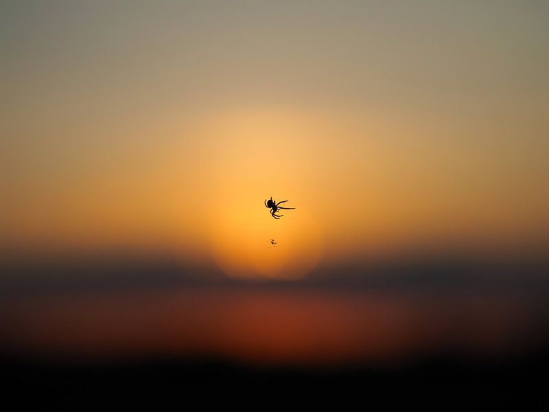 Flying spider van BHotography