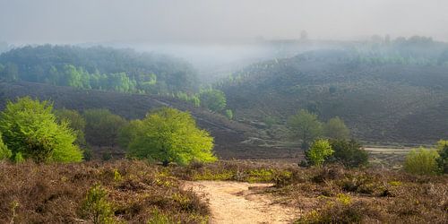 Misty morning