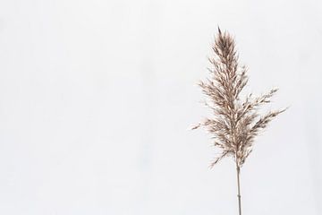 Pluimgras met witte winter achtergrond van DsDuppenPhotography