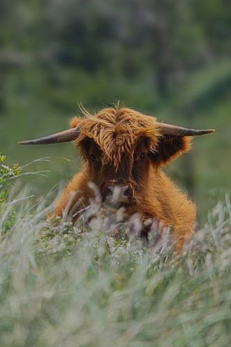 Scottish Highlander behind vegetation