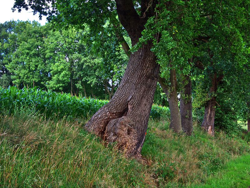 4 arbres par Edgar Schermaul