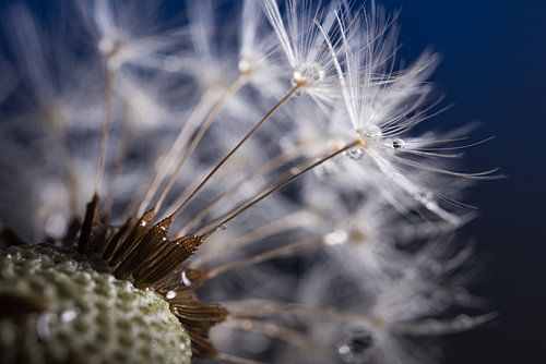 Pluisjes op een pluisbol met druppeltjes (paardenbloem)