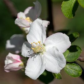 Pommier en fleur, Malus domestica