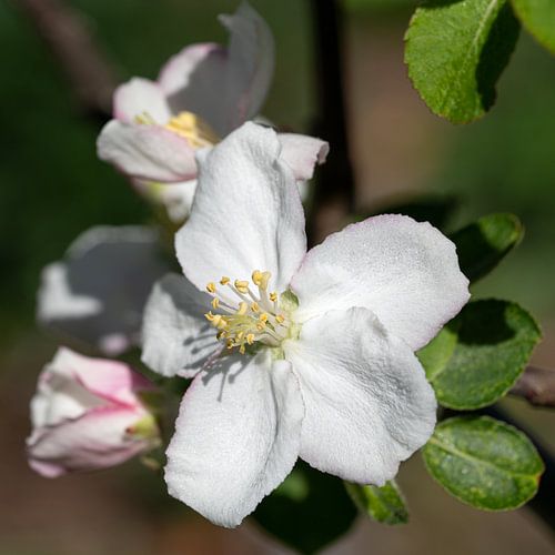 Appelbloesem, Malus domestica