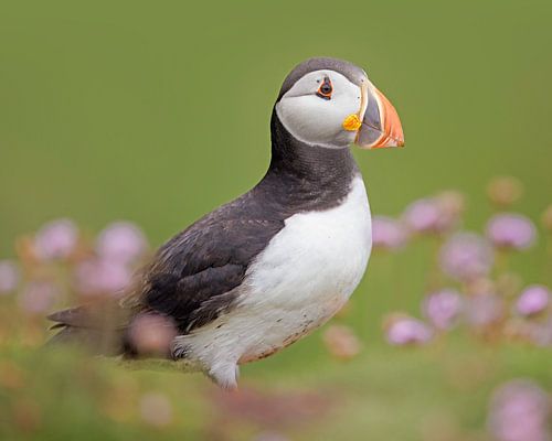 Puffin tussen paarse bloemjes