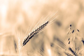Macro wheat ear on wheat field with bokeh and toning by Dieter Walther