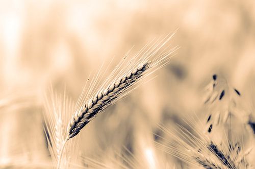Macro épi de blé dans un champ de blé avec bokeh et tonalité