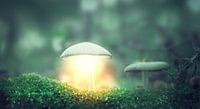 Autumn 2018 Magical Mushrooms