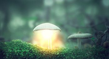 Autumn 2018 Magical Mushrooms