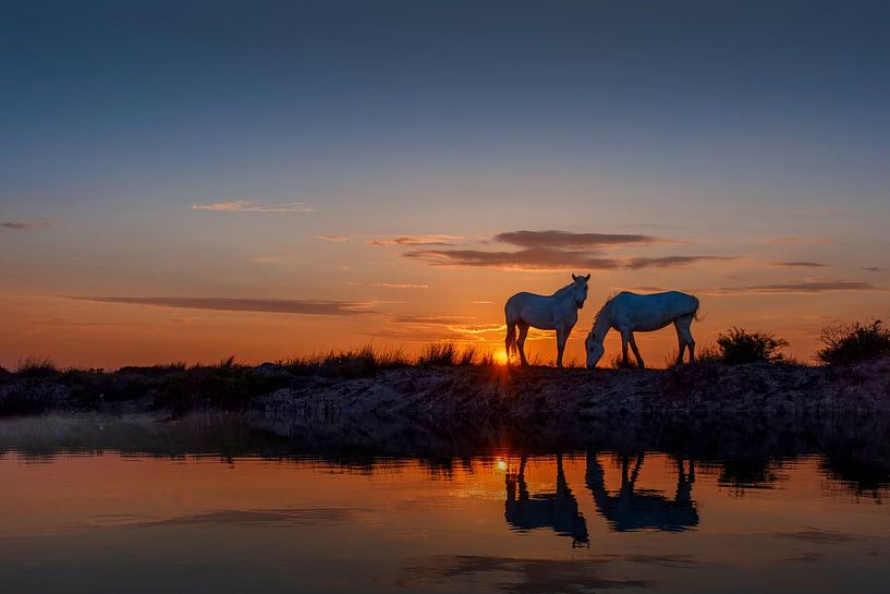 Chevaux de Camargue par Marketa Zvelebil