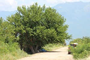Ausladender Baum Staudamm Kerkini See