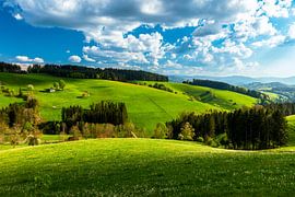 Frühling im Schwarzwald von Jürgen Wiesler