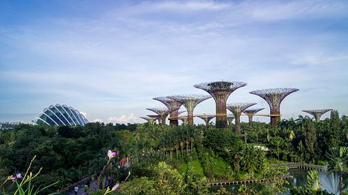 Supertree Grove - Singapore