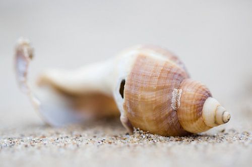 Coquillage sur la plage