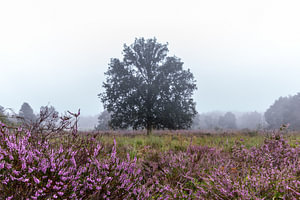 Baum