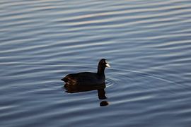 Coot in the water by thomaswphotography