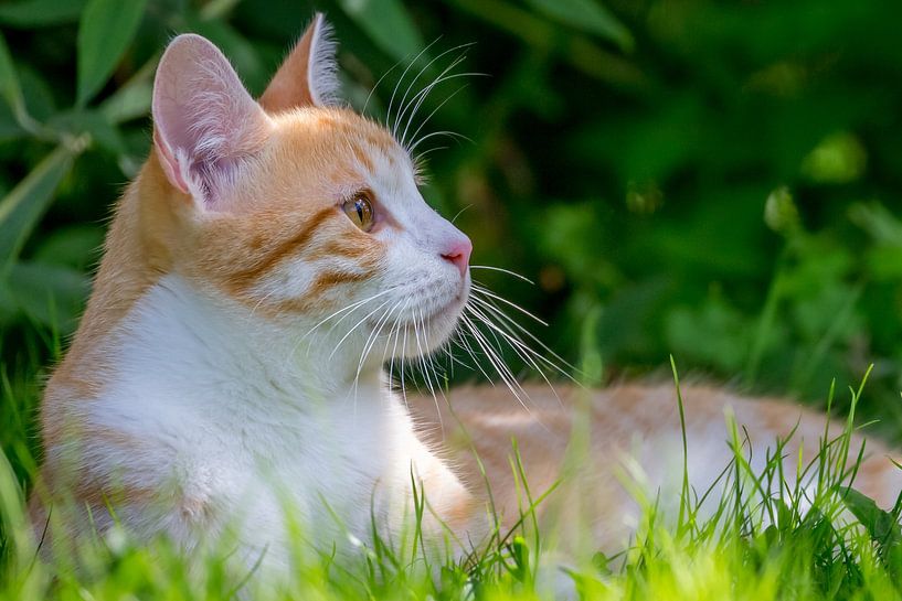 red cat in the grass by Marc Goldman