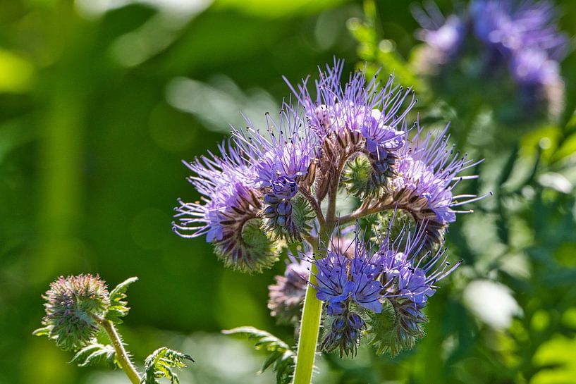 Purple flowers by Raphael Kipfer