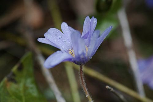 Blauwe Anemoon Blanda na een regenbui.
