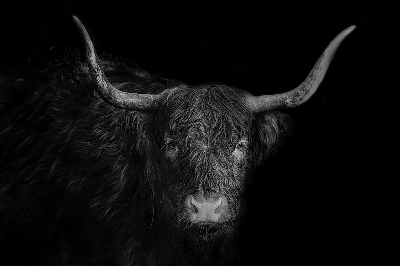 Highlander écossais sur fond sombre en noir et blanc par Steven Dijkshoorn