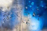 Blue rain, Heidi Westum by 1x thumbnail