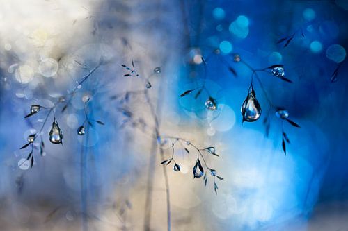 Blue rain, Heidi Westum