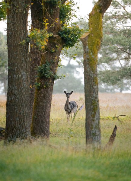 Daim à l'aube par JMV nature photography