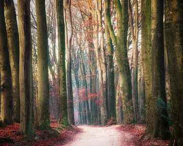 Door de hoge bomen