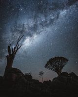 Circle of Life in Quiver Tree Forest
