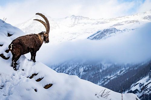 Le Capricorne regarde un paysage montagneux