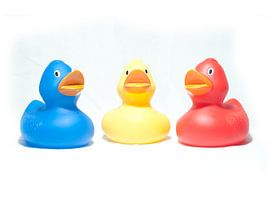 Wieder drei Enten an der Wand!