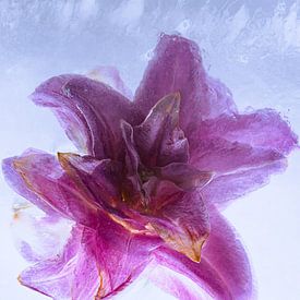 Lys en glace 2 sur Marc Heiligenstein