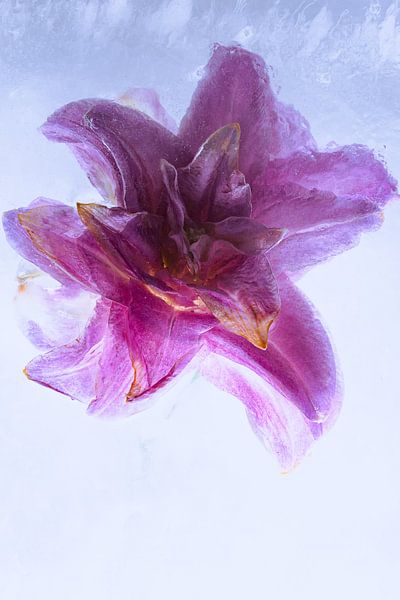 Lily in ice 2 by Marc Heiligenstein