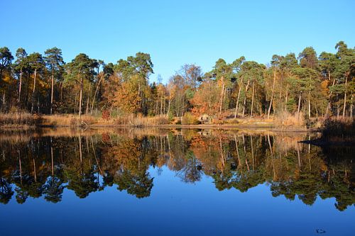 Spiegelende herfstkleuren bomen in de Oisterwijkse vennen