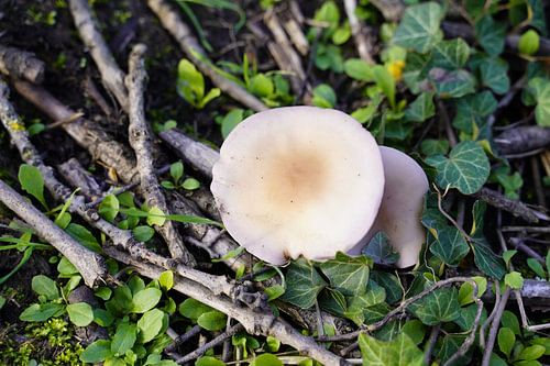 Paddestoel in de herfst in Duitsland en kleurrijke bladeren