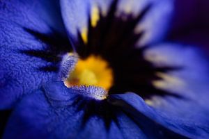 Un violet bleu-jaune à courte distance (Macrophotographie) sur Marjolijn van den Berg