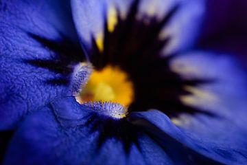 Een blauw geel viooltje van heel dichtbij (Macrofotografie) van Marjolijn van den Berg