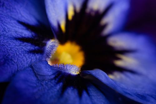 Een blauw geel viooltje van heel dichtbij (Macrofotografie)