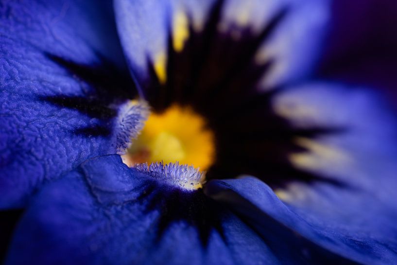 Un violet bleu-jaune à courte distance (Macrophotographie) par Marjolijn van den Berg