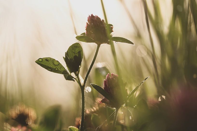 Summer red clover by Leonie Verspui