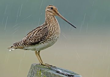 Watersnip van Ruurd Jelle Van der leij