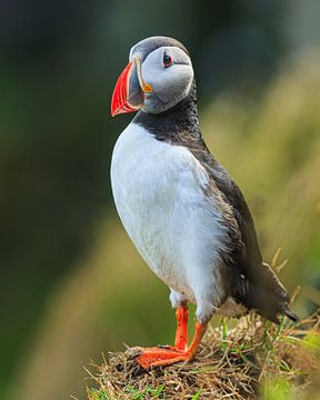 Atlantische Papegaaiduiker, IJsland van Henk Meijer Photography