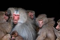 famille