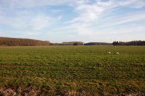 Twee zwanen op een weiland in Emsland