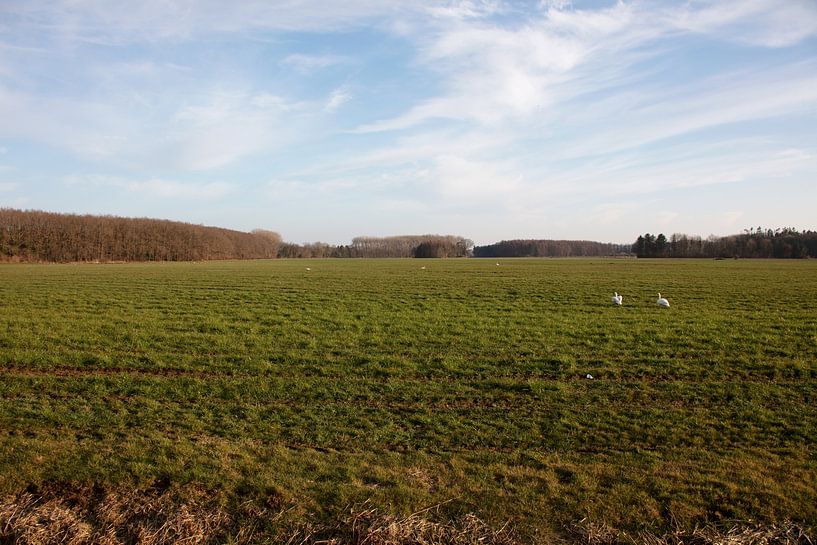 Deux cygnes dans une prairie de l'Emsland par Bianca Meyering Fotos - BMF