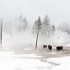US-Bisons stehen in der winterlichen Yellowstone-Landschaft von Caroline Piek