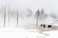 Amerikaanse bizons staan in winters landschap Yellowstone van Caroline Piek thumbnail