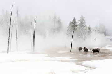 Amerikaanse bizons staan in winters landschap Yellowstone van Caroline Piek