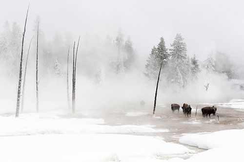US bison stand in wintry Yellowstone landscape by Caroline Piek