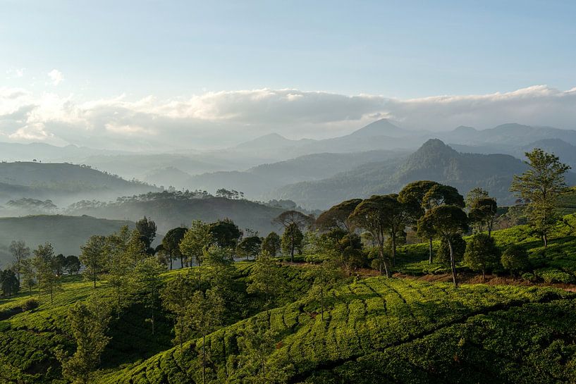 Plantation de thé en Indonésie sur Ellis Peeters